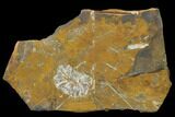 Paleocene Fossil Cone (Parataxodium) - North Dakota #156261-1